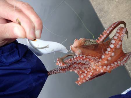 五目タコエギＤＥタコ♪