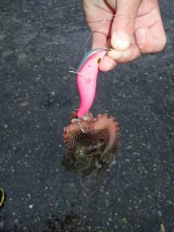 五目タコエギＤＥタコ♪