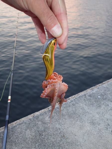 五目タコエギＤＥタコ♪