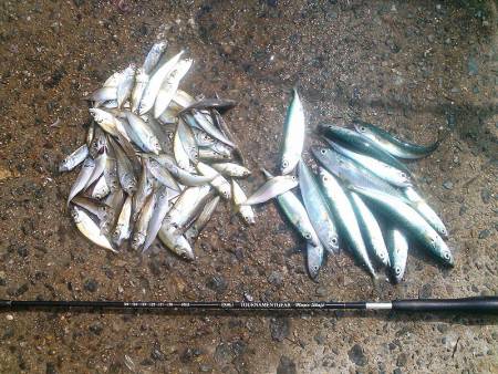 豆アジ&小サバ大漁!