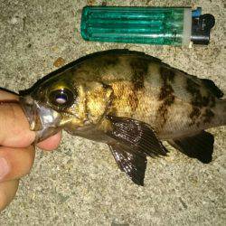 梅雨メバル？？