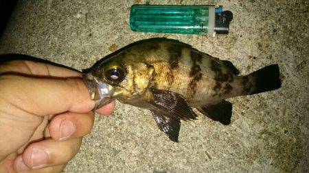 梅雨メバル？？