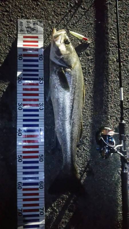 今宵も釣り仲間に誘われてシーバス釣行