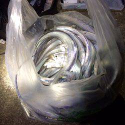 ベタ凪タチウオ釣行