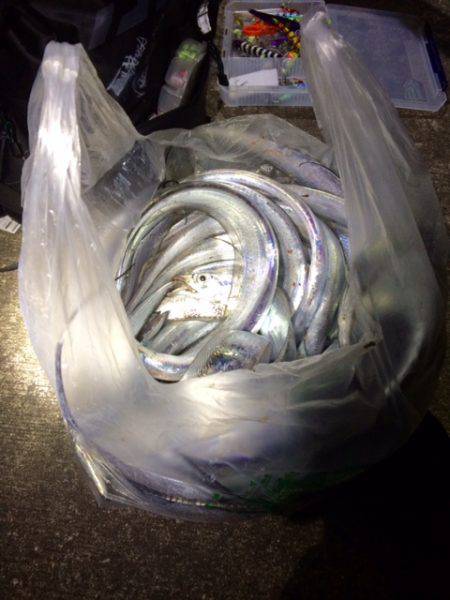 ベタ凪タチウオ釣行