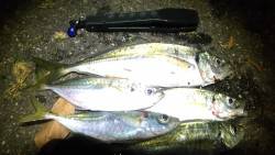 箱作スタートで鯵を探して複数個所を回る。