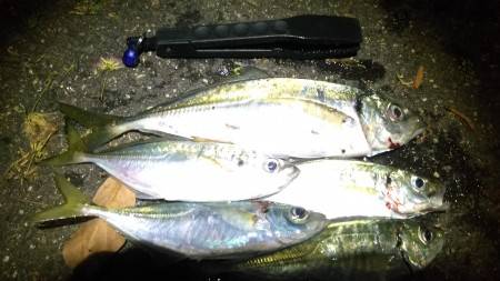 箱作スタートで鯵を探して複数個所を回る。