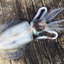 チビちゃんゲット