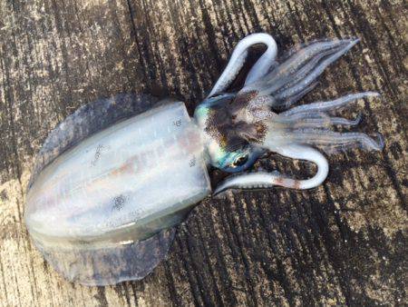 チビちゃんゲット