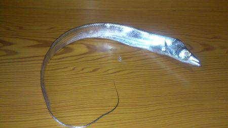 雨のやみ間に大物ヒット