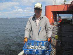 尼崎市立魚つり公園 イワシ好調
