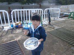 大阪南港海釣り公園　イワシ、アジ、サバほか