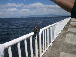大阪南港海釣り公園　イワシ、アジ、サバほか