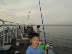 サビキでイワシ　他キビレにハネなど