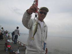 サビキでイワシ　他キビレにハネなど