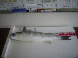 姫路市立遊魚センター　ガシラ、キスほか