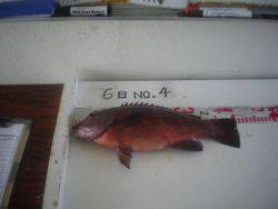 姫路市立遊魚センター　ガシラ、キスほか