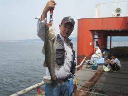 尼崎市立魚つり公園　イワシ、サッパ