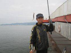 尼崎市立魚つり公園　カタクチイワシ350匹