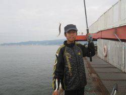 尼崎市立魚つり公園　カタクチイワシ350匹…