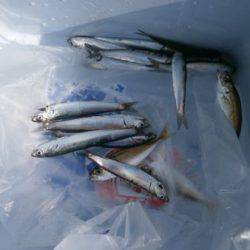 大阪南港海釣り公園　アジ、イワシほか