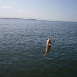 大阪南港海釣り公園　アジ、イワシほか