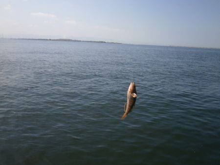 大阪南港海釣り公園　アジ、イワシほか
