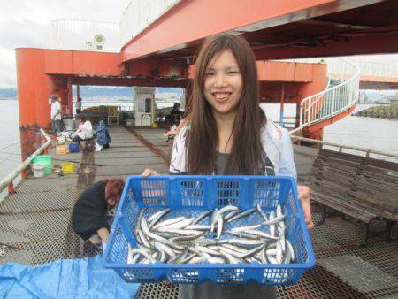 尼崎市立魚つり公園　イワシ650匹ほか