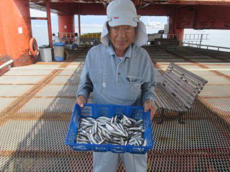 尼崎市立魚つり公園　イワシ、サバ、サッパ