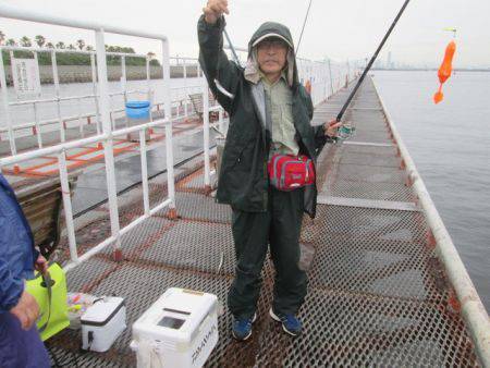 尼崎市立魚つり公園　イワシ、サッパ、サバ好…