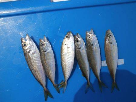 大阪南港海釣り公園　アジ、ガシラ