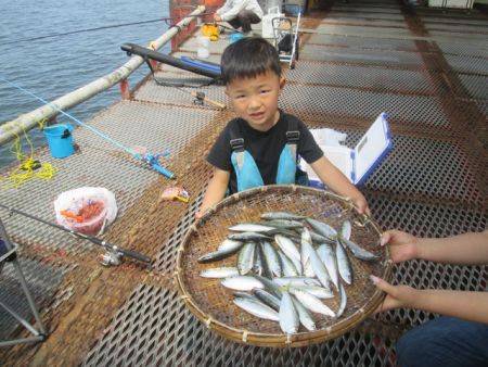 尼崎市立魚つり公園　イワシ、サッパ、サバ好調
