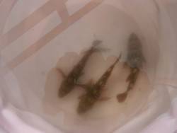 大阪南港海釣り公園　サバ、ガシラ