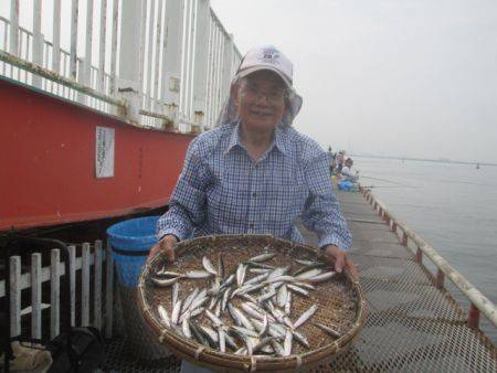 尼崎市立魚つり公園　深めのタナでイワシ