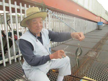 尼崎市立魚つり公園　サバ250匹ほか