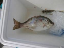 大阪南港海釣り公園 投稿