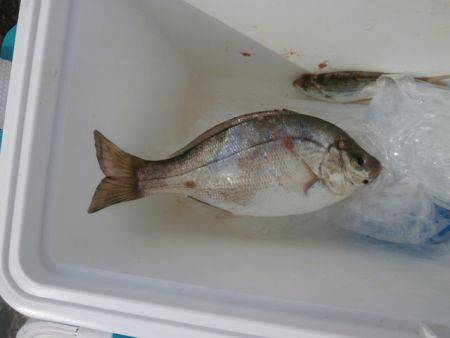 大阪南港海釣り公園 投稿