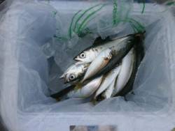 大阪南港海釣り公園　サバ、アジ、ガシラ