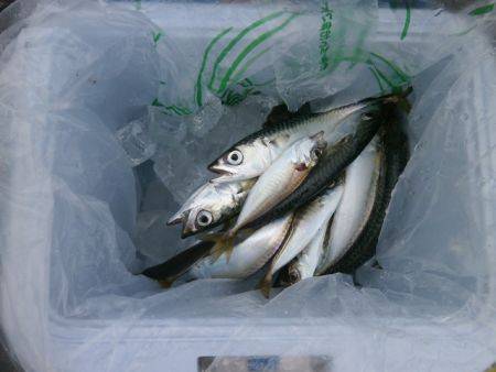 大阪南港海釣り公園　サバ、アジ、ガシラ