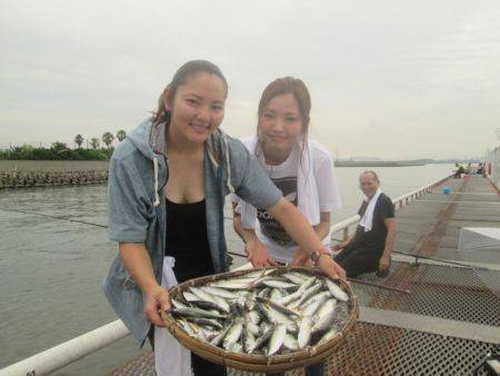 尼崎市立魚つり公園　サビキでサバ500匹