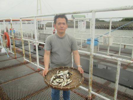 尼崎市立魚つり公園 サッパ、アジ、イワシほか