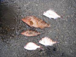 和歌山北港魚つり公園 投稿