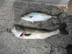和歌山北港魚つり公園　スズキ、ハマチ