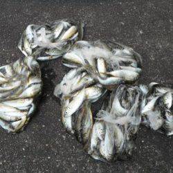 和歌山北港魚つり公園　豆アジ