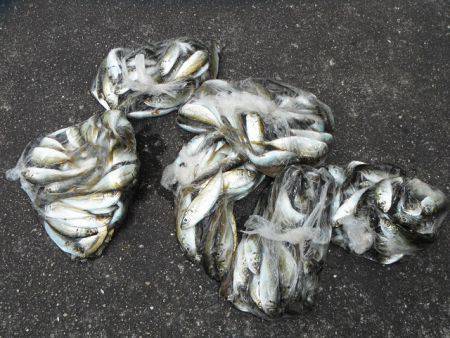 和歌山北港魚つり公園　豆アジ