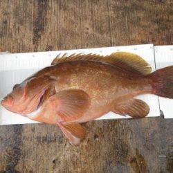 和歌山北港魚つり公園 投稿