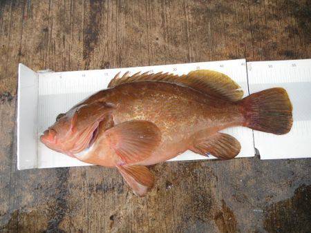 和歌山北港魚つり公園 投稿