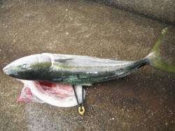 和歌山北港魚つり公園 投稿