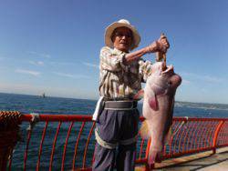 神戸市立平磯海づり公園　コブダイ 	68㎝