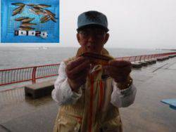 神戸市立平磯海づり公園　ベラ20匹